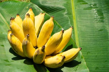 Yeşil muz yaprağında sulu sarı muzlardan oluşan bir dal. Olgun sulu meyveler