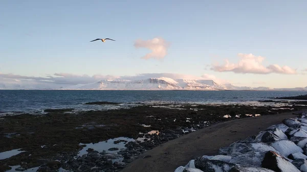 Vinterlandskap Havsstrand Med Svart Vulkanisk Sand Islandet — Stockfoto