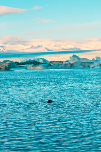 Foca Pelliccia Nuota Tra Ghiacciai Inverno Islanda Paesaggio Naturale Mozzafiato — Foto Stock