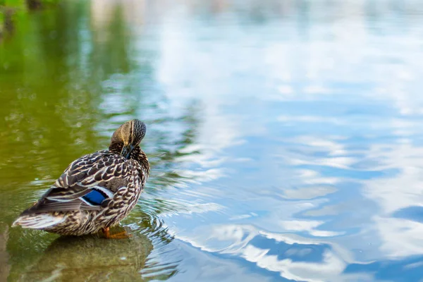 Canards Sur Lac Dans Parc Ville — Photo