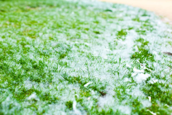 Populier Pluis Een Groen Gazon Allergie — Stockfoto