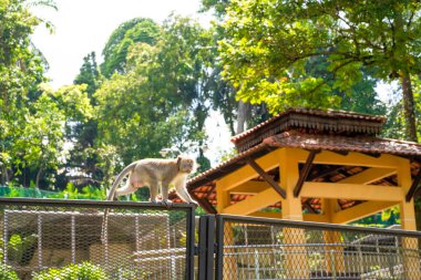 Şehir parkında çitlerde yürüyen bir maymun..
