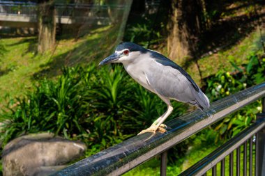 Şehir parkında siyah taçlı balıkçıl portresi.