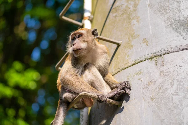 Μαϊμού Κάθεται Στα Μεταλλικά Σκαλοπάτια Του Σωλήνα — Φωτογραφία Αρχείου