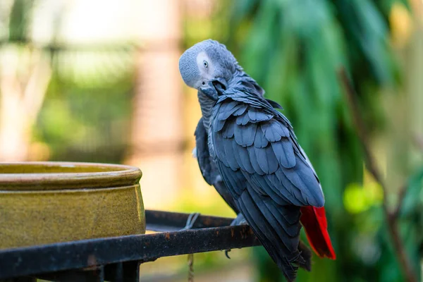 A gray parrot redtail jako cleans feathers near a feeding trough. Psittacus erithacus.