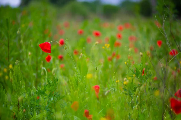 ケシ畑が咲いてる 赤いケシの花を閉じます — ストック写真