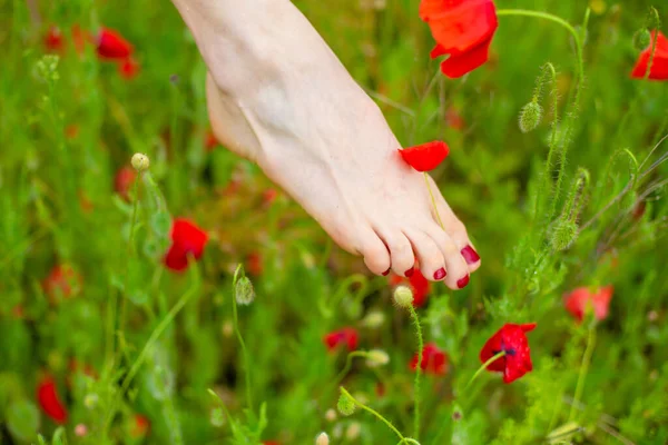 A girl runs barefoot across a poppy field. Red blooming poppy flowers and bare feet close-up.