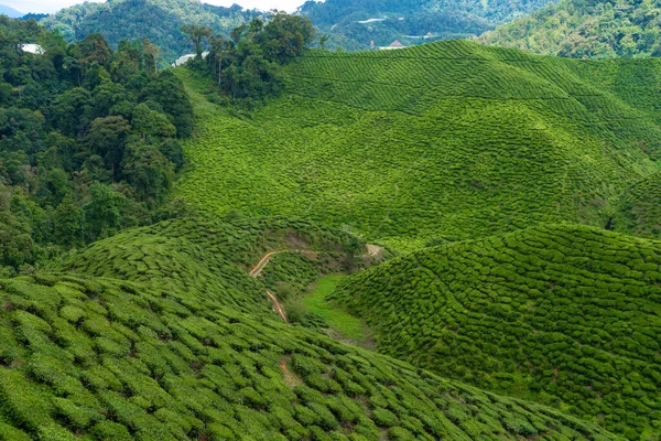 Teeplantagen Cameron Valley Grüne Hügel Hochland Malaysias Teeproduktion Grüne Büsche — Stockfoto