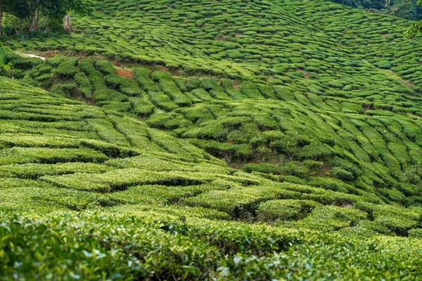 Tea plantations Cameron Valley. Green hills in the highlands of Malaysia. Tea production. Green bushes of young tea