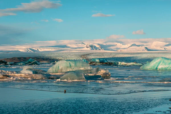 Foca Pele Nada Entre Geleiras Inverno Islândia Paisagem Natural Cortar — Fotografia de Stock