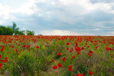 Çiçek açan haşhaş tarlası. Kırmızı gelincik çiçeği yaklaş.