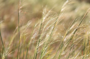Rüzgardaki kulaklar tarlada.