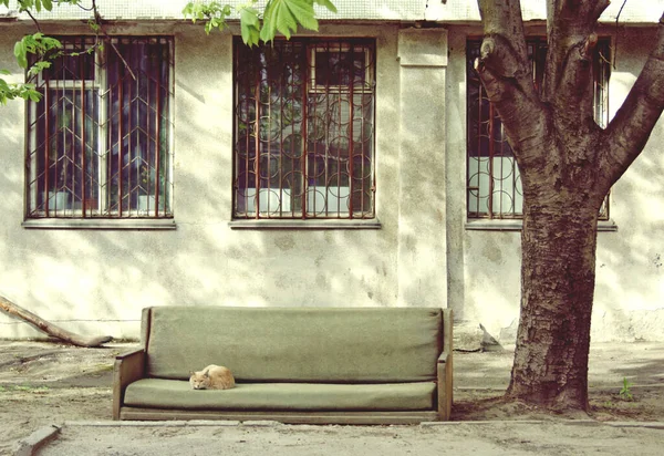 Gato Duerme Sofá Tirado Calle Animales Sin Hogar Están Buscando — Foto de Stock