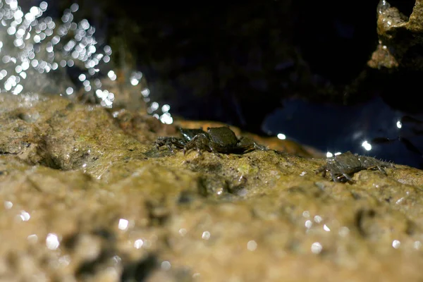 Crabes Rampaient Hors Eau Sur Pierre Nuit Voyant Lumière Lanterne — Photo