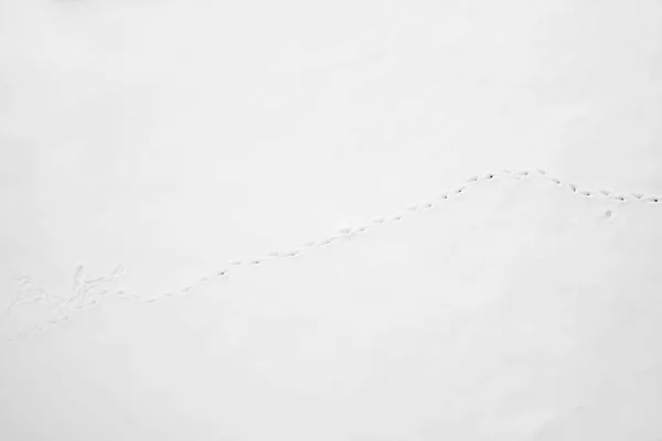 冬の白い雪の中に小さな鳥の足跡 — ストック写真