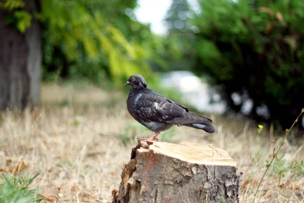 Holubice Sedí Pařezu Rozřezaného Stromu Kácet Stromy Zbavovat Zvířata Jejich — Stock fotografie