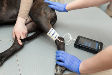 Hemşire ultrasonun önündeki köpeğin nabzını ve basıncını ölçer. Dnipro / Ukrayna - 04.23.2019