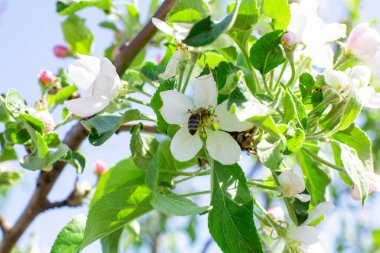 Elma ağacının dallarında açan çiçekler kapanıyor..