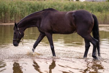 Gölden su içen siyah bir atın yakın çekimi. At binme.