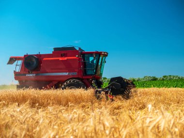 Yazın buğday hasadı. Tarlada çalışan kırmızı hasatçı. Sahada altın olgunluğunda buğday hasat makinesi hasat makinesi var. Dnipro / Ukrayna - 04.27.2019
