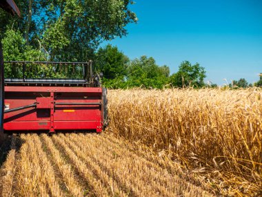 Yazın buğday hasadı. Tarlada çalışan kırmızı hasatçı. Arazide altın olgunluğunda buğday hasat makinası hasat makinesi.