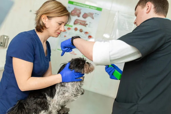 Állatorvosi Szemészorvos Megvizsgálja Kutya Sérült Szemét Tonométerrel Méri Nyomást Egy — Stock Fotó