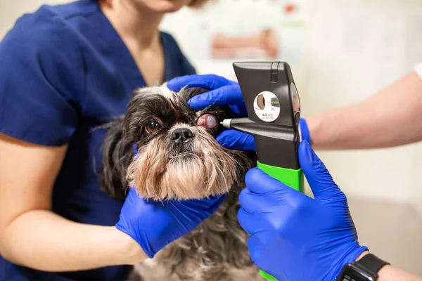 Vétérinaire Ophtalmologistes Examiner Oeil Blessé Chien Mesurer Pression Avec Tonomètre — Photo