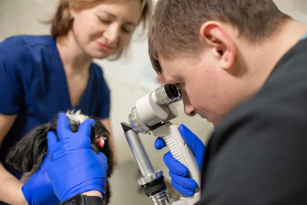 獣医眼科医は医療処置を行い 負傷した目で犬の目を検査し アシスタントが彼女の頭を保持するのを助けます 獣医師はスリットランプを使って生体顕微鏡を作る — ストック写真