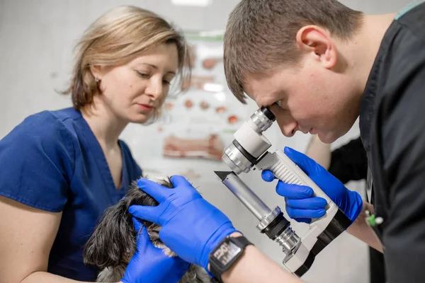 Veterinární Oftalmolog Provádí Lékařskou Proceduru Vyšetřuje Oči Psa Zraněným Okem — Stock fotografie