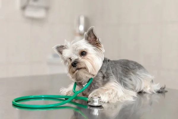 Una Linda Raza Perros Yorkshire Terrier Está Acostada Mesa Con —  Fotos de Stock