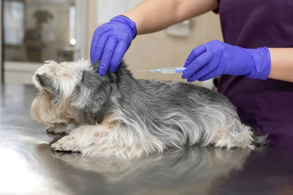 Médecin Vétérinaire Professionnel Gants Caoutchouc Bleu Font Injection Yorkshire Terrier — Photo
