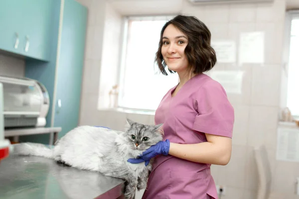 Jonge Vrouw Professionele Dierenarts Streelt Een Grote Grijze Kat Tafel — Stockfoto