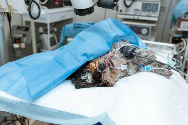 Hund Narkos Ligger Operationsbordet Operationssalen Hundkirurgi — Stockfoto