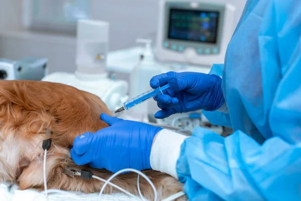 Doktor Ameliyat Sırasında Köpeğe Bir Iğne Yapar — Stok fotoğraf