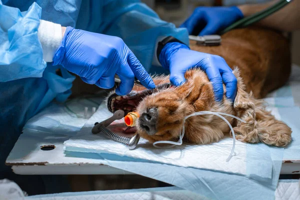 Närbild Förfarande Professionella Tänder Avlägsnande Hund Veterinärklinik Bedövad Hund Operationsbordet — Stockfoto
