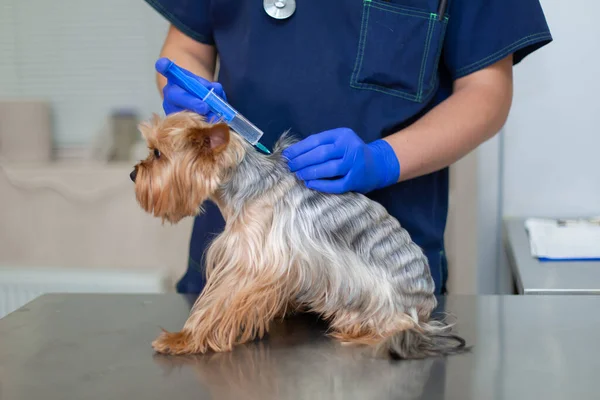 Yorkshire Terrier köpeğine veteriner doktor enjeksiyonu.
