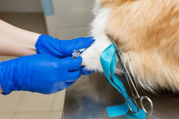 Profesyonel Veteriner Aşıları Corgi Cinsi Köpek Veteriner Kliniğinde Yetiştiriliyor — Stok fotoğraf