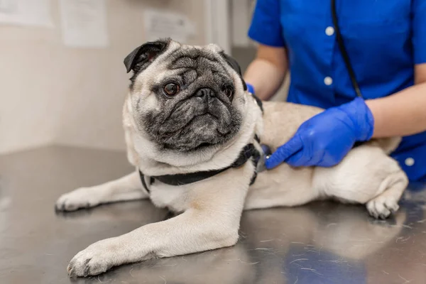 Jeune Vétérinaire Professionnelle Femme Examen Chiot Chiot Chiot Avec Stéthoscope — Photo