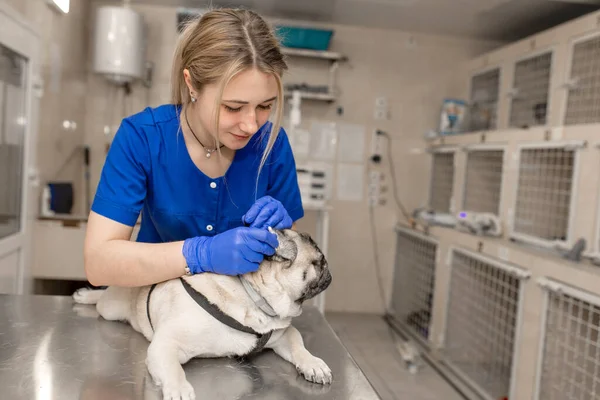 Jeune Vétérinaire Professionnelle Femme Médecin Tenir Chiot Chien Avant Examen — Photo