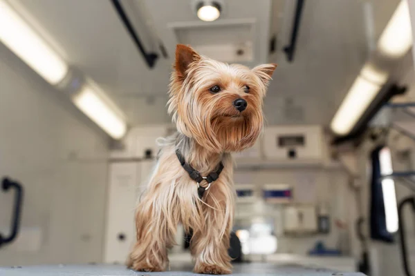 Little fun doggy yorkshire terrier posing on manipulation table inside pet ambulance car. Veterinary clinic promotion