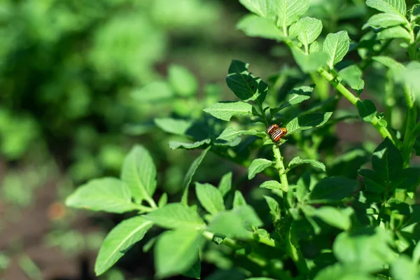 Colorado Kevers Eten Aardappeloogst Tuin — Stockfoto