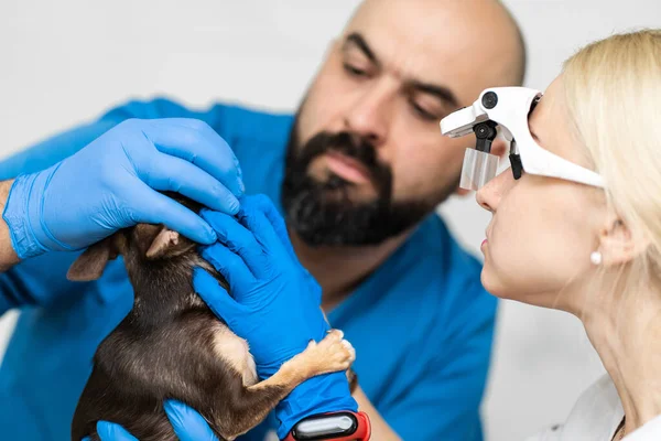 Esame Veterinario Professionale Denti Cani Salute Animale Domestico — Foto Stock