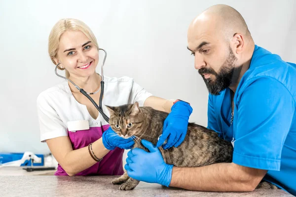 Bellissimo Gatto Scontento Esame Routine Veterinario Gatto Una Clinica Veterinaria — Foto Stock