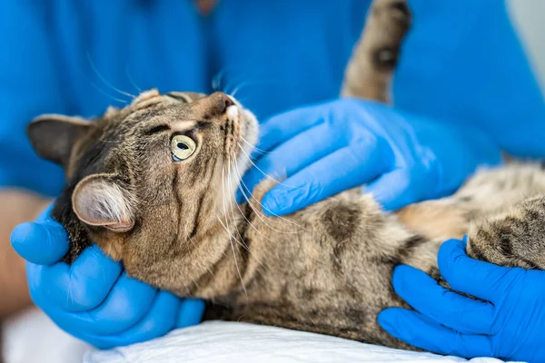 Veterinerler Evcil Bir Kedinin Ultrason Muayenesini Geçirirler — Stok fotoğraf