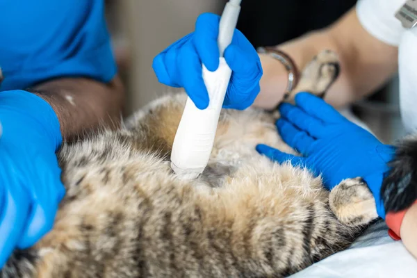 Veterinários Realizam Exame Ultra Som Gato Doméstico — Fotografia de Stock