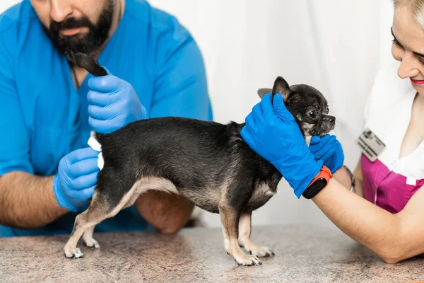 Veterinerler veteriner kliniğinde bir köpeğin paraanal bezlerini temizler. Köpeklerin sağlığı için gerekli bir prosedür. Hayvan bakımı.