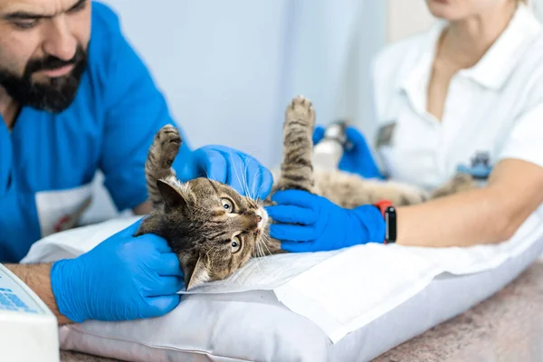 Profesyonel Doktorlar Veterinerler Veteriner Kliniğinde Bir Kedinin Organlarını Ultrason Ile — Stok fotoğraf