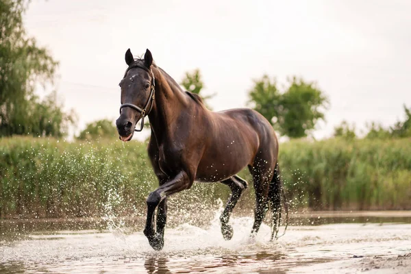 Mooi Goed Verzorgd Donker Paard Voor Een Wandeling Langs Het — Stockfoto
