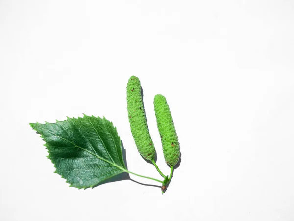 Liten Grön Gurka Gren Med Blad Isolerad Vitt — Stockfoto