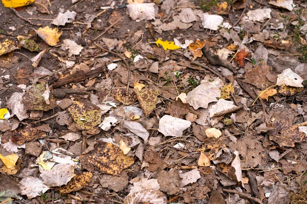 Folhas Bordo Secas Caídas Estão Deitadas Chão Textura Fundo Outono — Fotografia de Stock